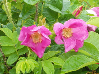 pink flowers in a garden