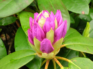 purple flower closeup