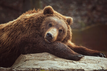 Obraz premium Kamchatka brown bear in forest