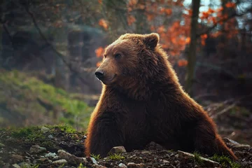 Zelfklevend Fotobehang Kamchatka brown bear in forest © Sangur