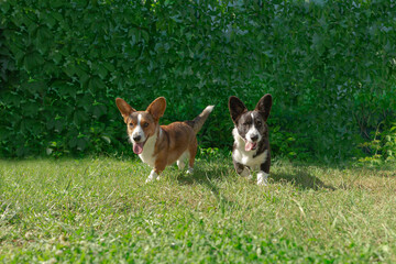 Corgi dogs run around on the grass. Dogs in the open air