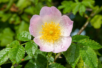 Close up of dog rose (rosa canina) flowers in bloom