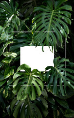 Tropical rain forest design template with copyspace on a white card surrounded by lush green foliage and a stylish thin white border