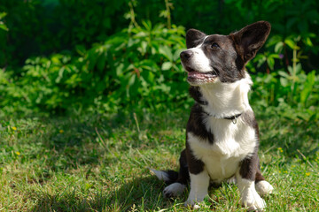 A small Corgi dog in the fresh air. Dog close-up