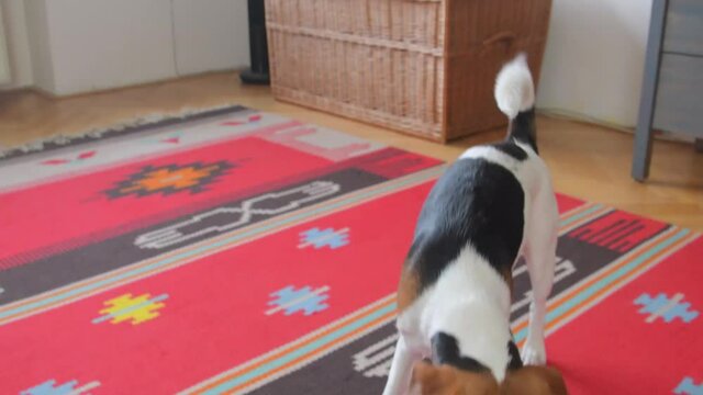 Beagle dog carry on the leash and saying - go outside. Beagle begging for going out for a walk. Little dog is holding a leash and waiting for the walk