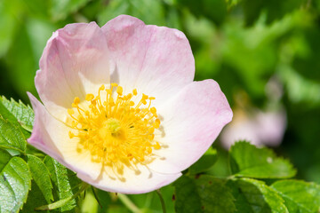 Close up of a dog rose (rosa canina) flower in bloom
