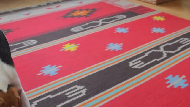 Beagle dog carry on the leash and saying - go outside. Beagle begging for going out for a walk. Little dog is holding a leash and waiting for the walk