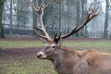 Deer on the reservation. Close-up. Elegant horns. Posing for the camera.