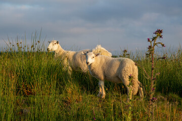 Welsh sheep mother and lamb