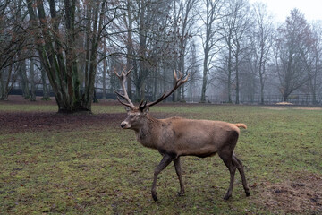Deer on the reservation. Close-up. Elegant horns. Posing for the camera.