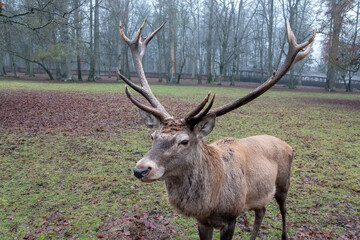 Naklejka na ściany i meble Deer on the reservation. Close-up. Elegant horns. Posing for the camera.
