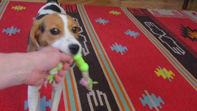 Cute Beagle dog enthusiastically plays with rope toy at home. Human hands holding toy rope. Dog fun