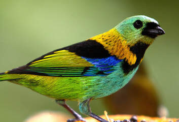 Tropical colorful bird