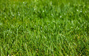 Macro green grass. Background of Dew Drops on bright green grass. Closeup of Lush uncut green grass with drops of dew in soft morning light.