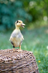 a young domestic duckling stands sideways on a basket