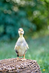 a young domestic duckling stands on a basket