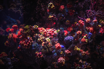 Colorful coral reef as dark underwater background 