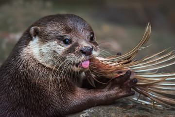 close up of a otter