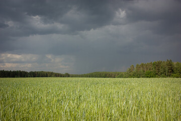 Suburbs of Grodno. Belarus. Dark gray sky before rain, bright green field and forest in the distance.