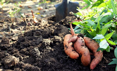 sweet potato harvest on the ground in the vegetable garden selective focus.