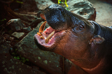 hippopotamus portrait