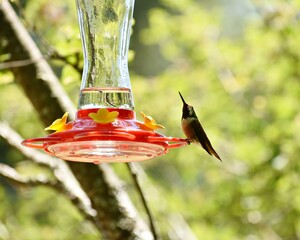 Obraz premium hummingbird looking up from feeder
