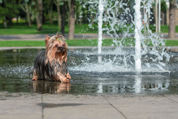 heat wet yorkshire terrier bathes in a pedestrian fountain