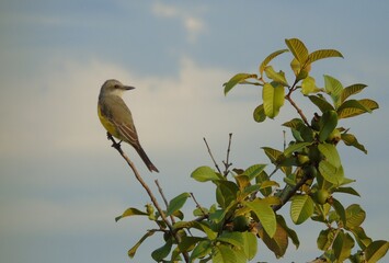 heron on branch