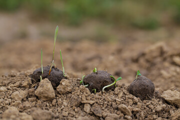 Guerrilla gardening. Plants sprouting from a seedball. Seed Bombs on dry soil
