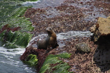 sea lion on rock