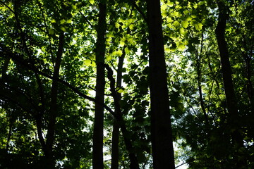 sun rays in the forest