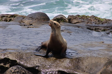state sea lion