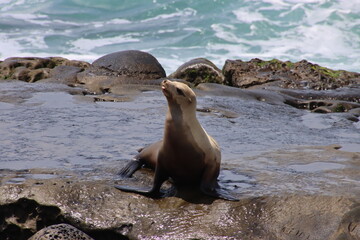 state sea lion