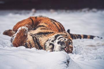 sumatran tiger in snow