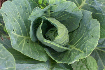 Collard Greens in Garden