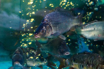 Fresh live fish in a grocery store aquarium. Selective focus background with copy space