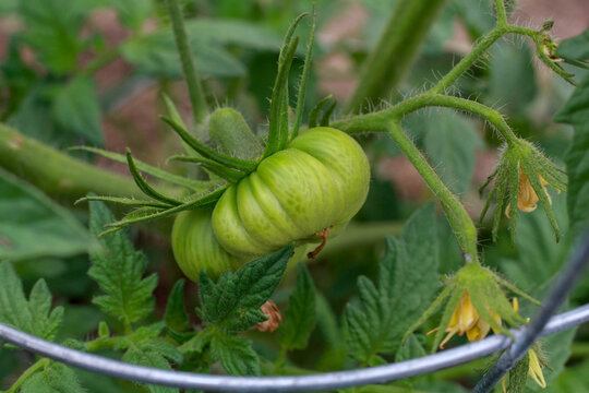 Growing Tomato in Garden