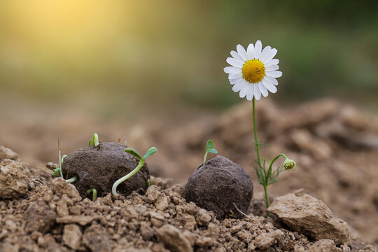 Guerrilla gardening. Chamomile flower Plants sprouting from a seed ball. Seed bombs on dry soil