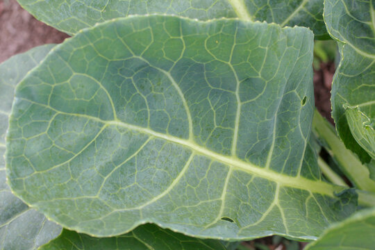 Collard Green Leaf