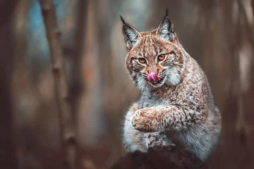 Deurstickers European lynx close up © Sangur