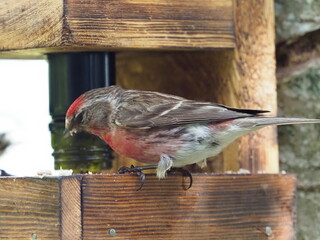 Lesser Redpoll on the feeder