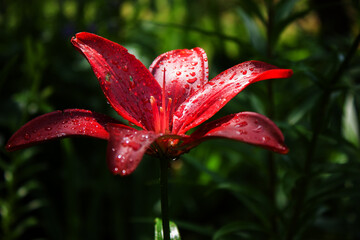 Dark burgundy lily flower in raindrops on a dark background of the greenery of the garden.