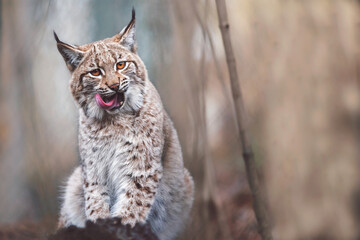 European lynx close up