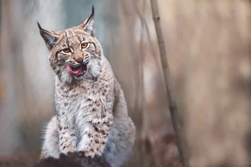 Crédence de cuisine en verre imprimé Lynx Gros plan du lynx européen