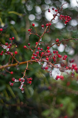 Red berries on a tree