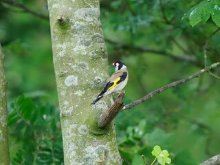 Goldfinch on a branch