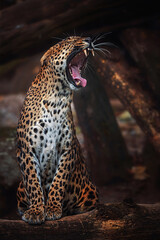 close up of leopard ceylon