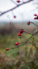 Red berries on a tree