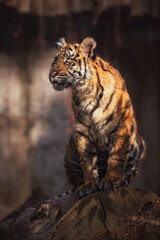 sumatran tiger in the woods