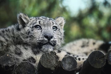  close up of a snow leopard © Sangur